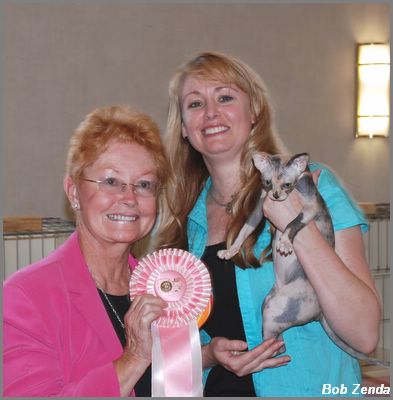 2nd Highest Scoring Sphynx Kitten